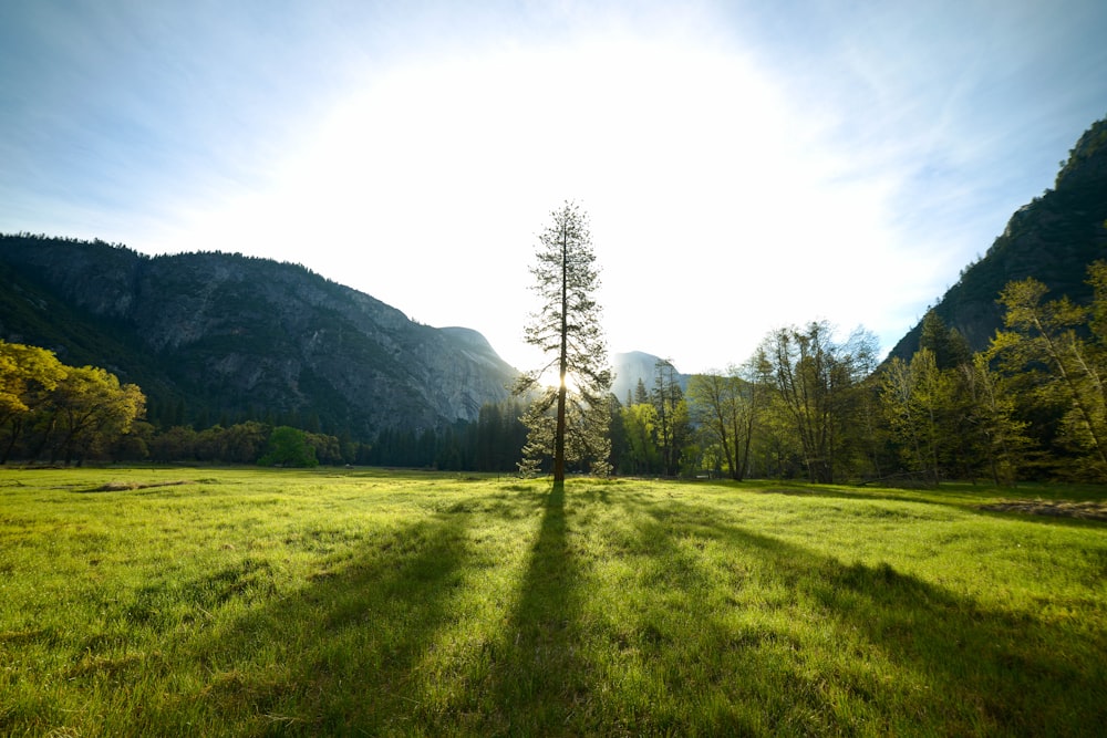 green grass field with trees and mountains in the distance