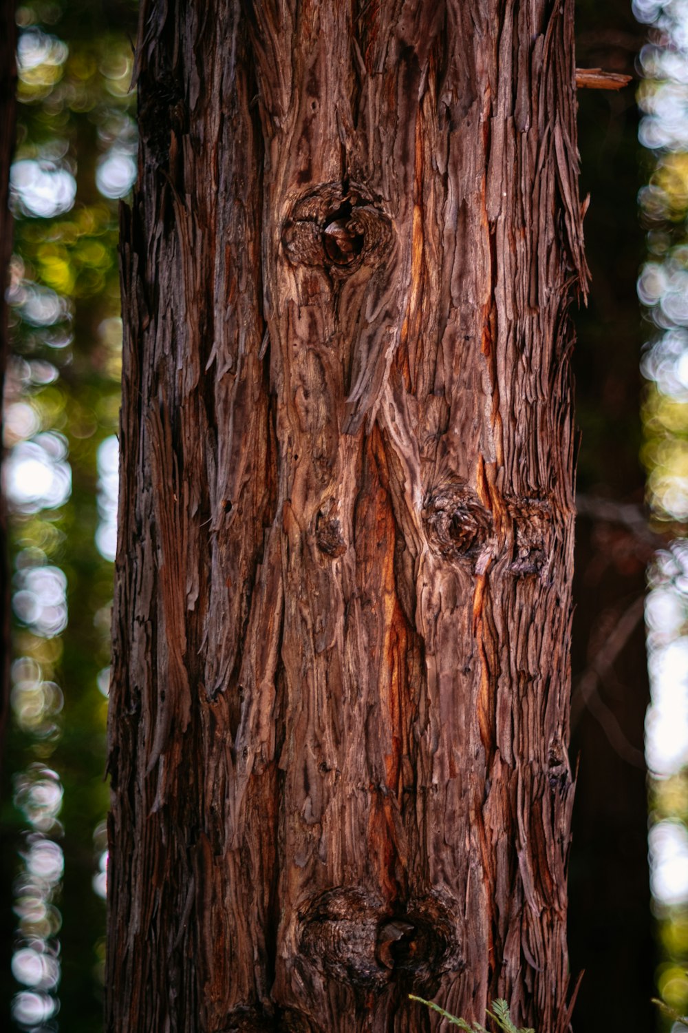 Tronco de árbol marrón en fotografía de primer plano