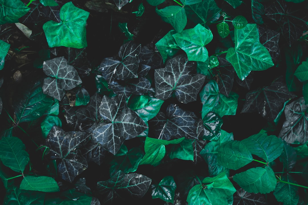 green leaves on black soil