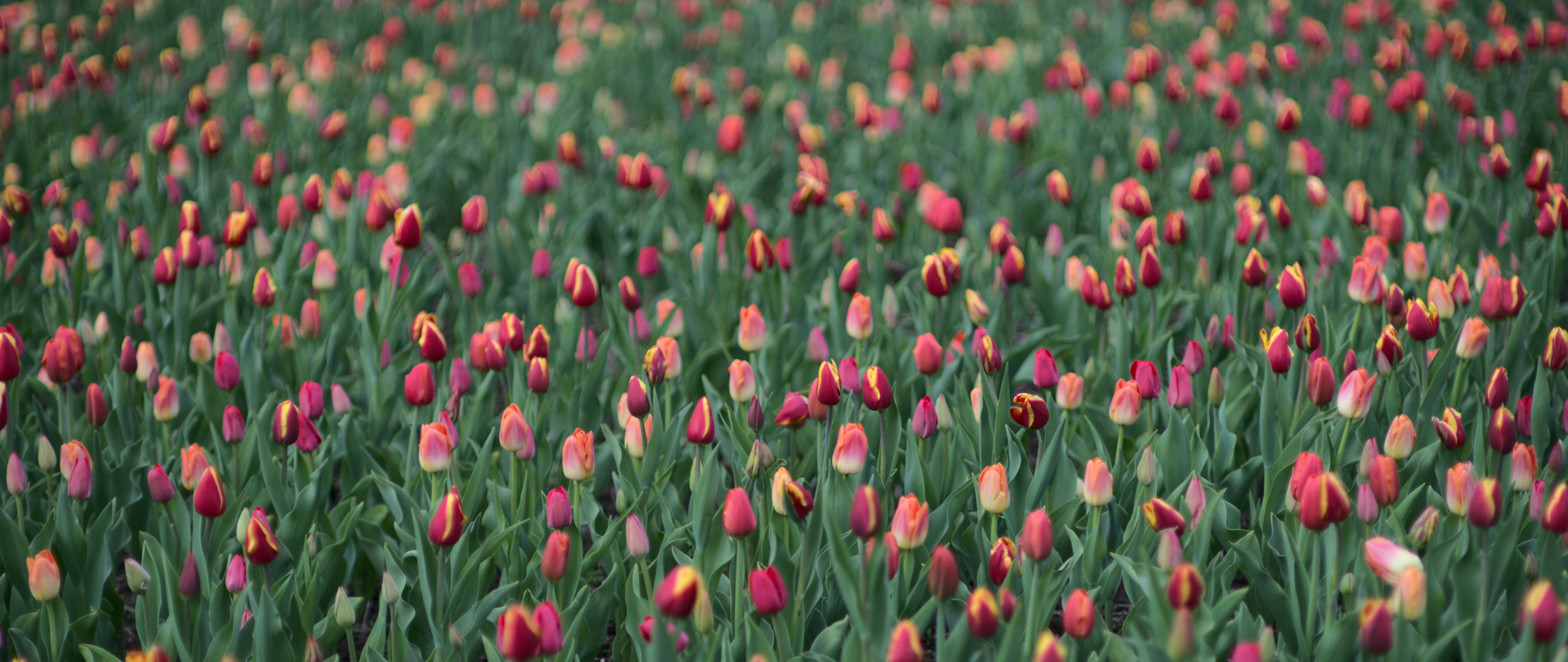 Garden of tulips
Jardin de tulipes