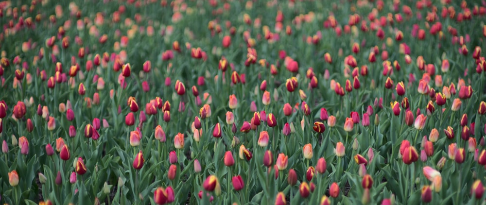 red flower field during daytime