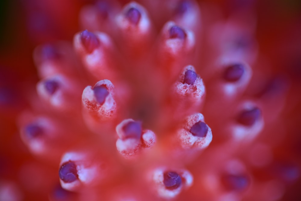 red and white flower petals