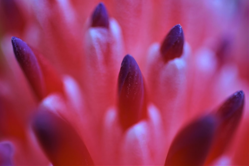 pink flower in macro photography