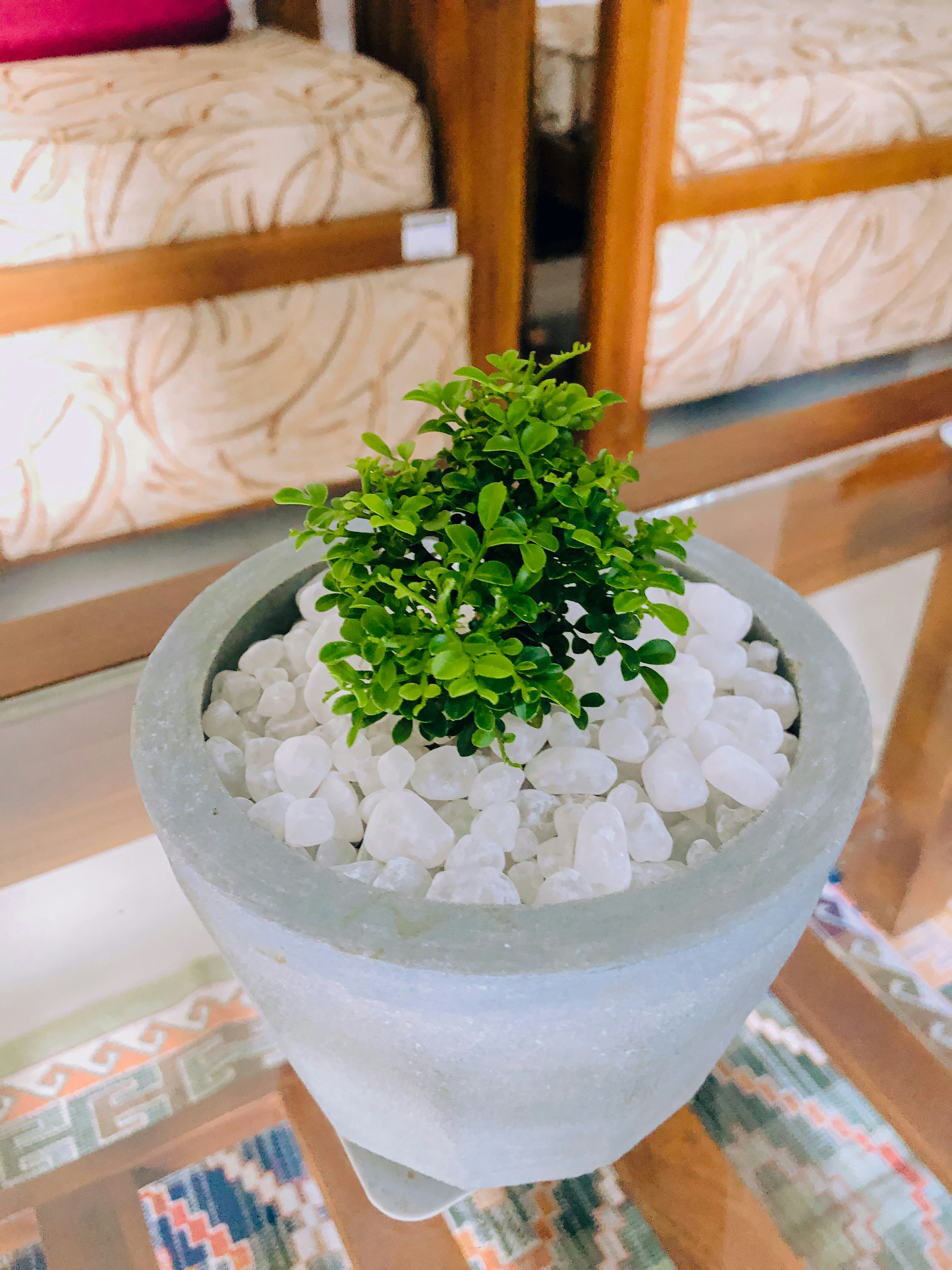Ghiveci ceramic elegant