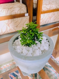 A small potted plant sits atop a table with a clear glass surface. The plant is surrounded by white pebbles within a gray pot. A patterned carpet and wooden furniture are visible in the background, adding a cozy, home-like ambiance.