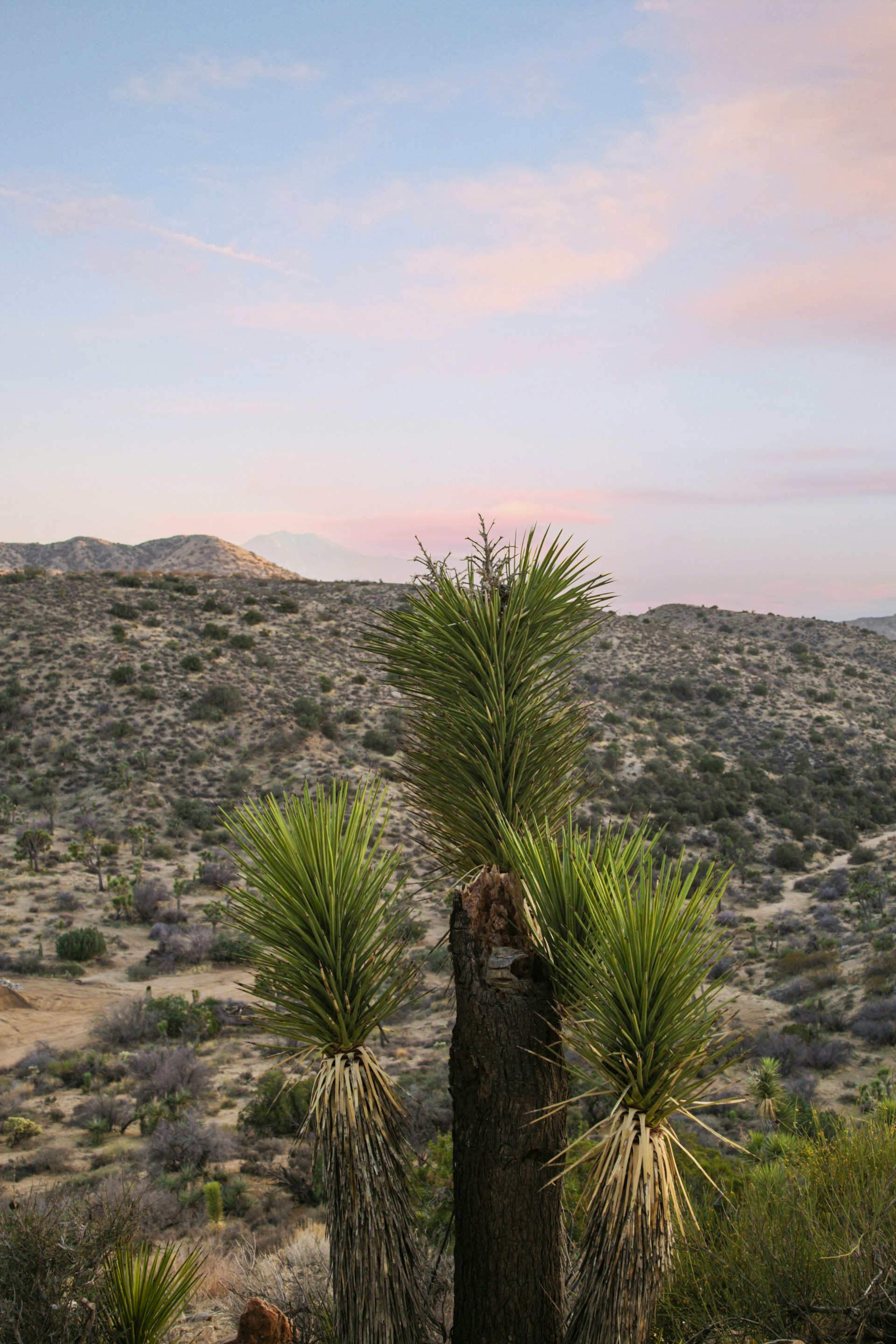 Morongo Valley, California
