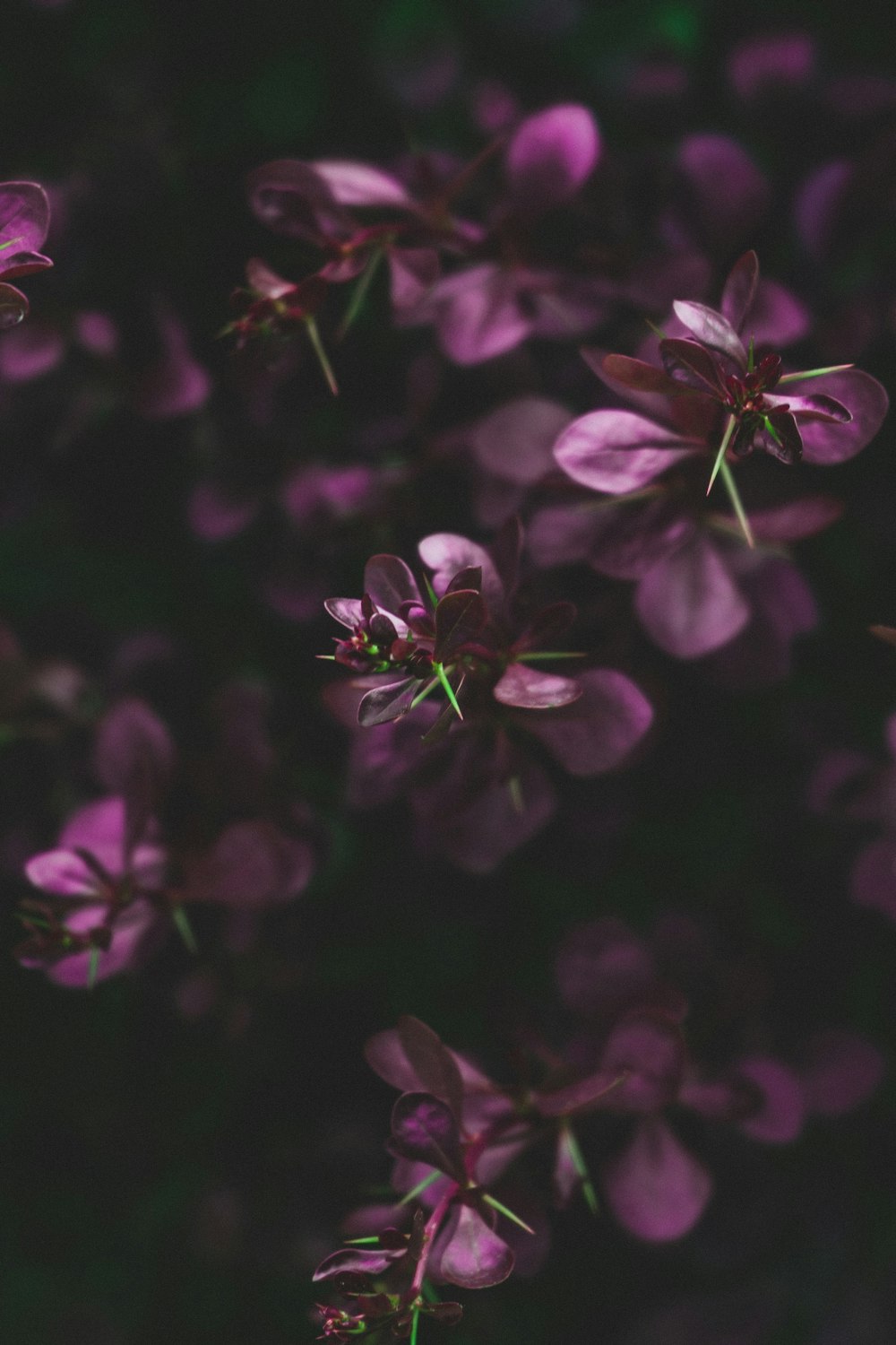 Purple flowers in tilt shift lens photo – Free Plant Image on Unsplash