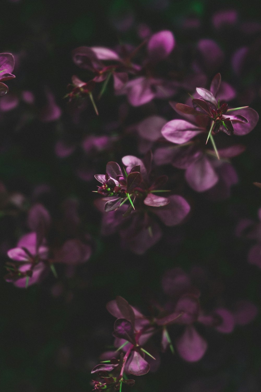 Flores moradas en lente de cambio de inclinación