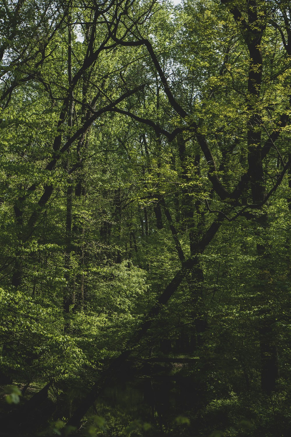 Grüne Bäume auf Wald während des Tages