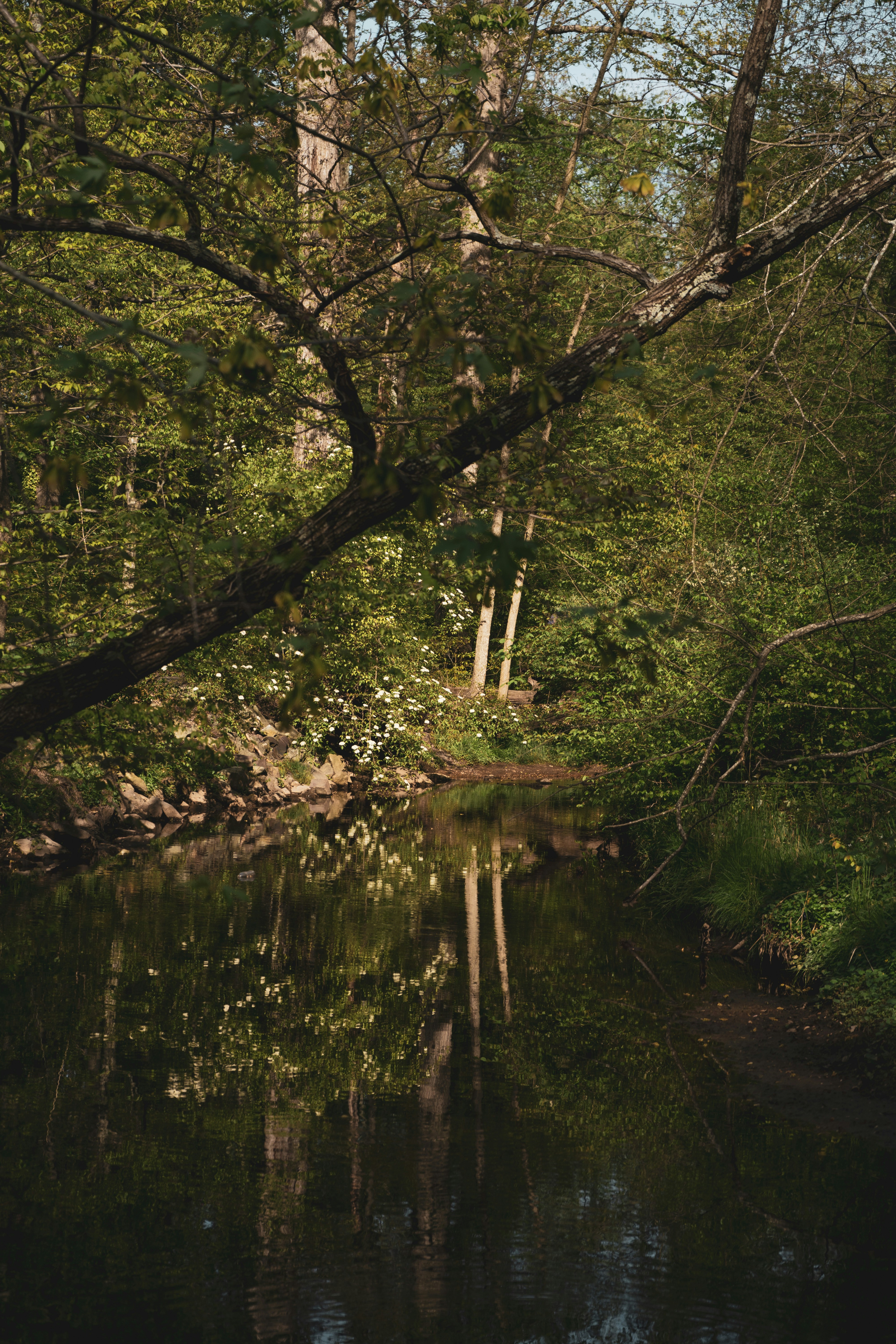 green trees beside river during daytime