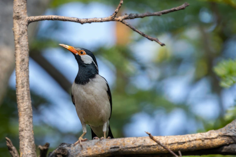 Best Pet-Friendly Hotels and Stays in Rourkela for Travelers With Furry Companions