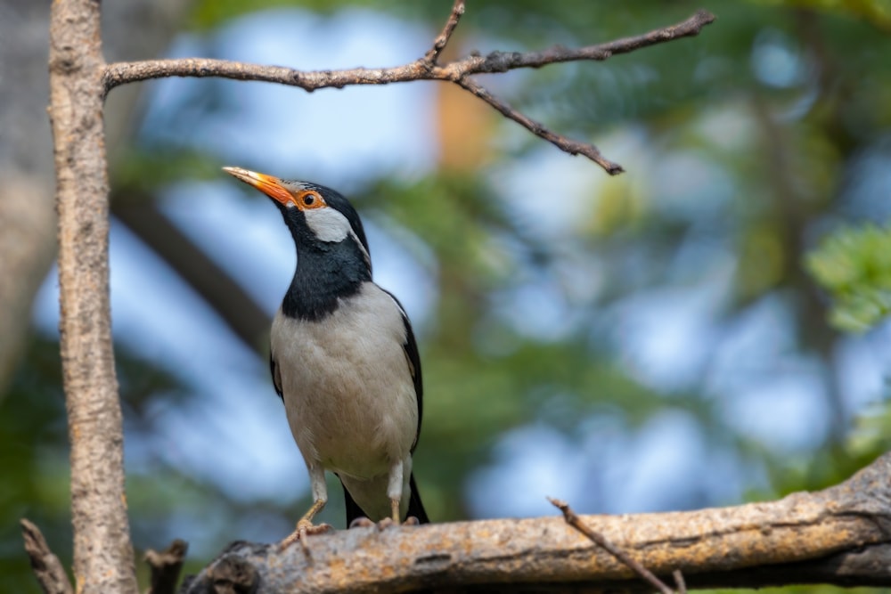 black and white bird on brown tree branch during daytime