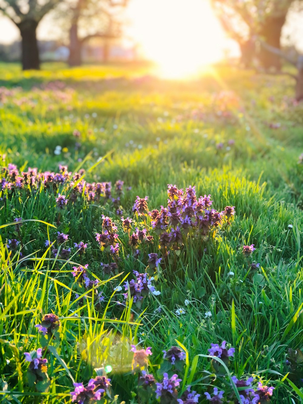 Flores púrpuras en un campo de hierba verde durante el día