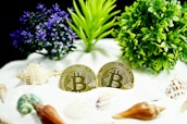 Two Bitcoin coins are placed upright in a bed of white sand surrounded by seashells and small green and purple plants. The scene appears to mimic a natural setting with an intriguing mix of cryptocurrency and nature.