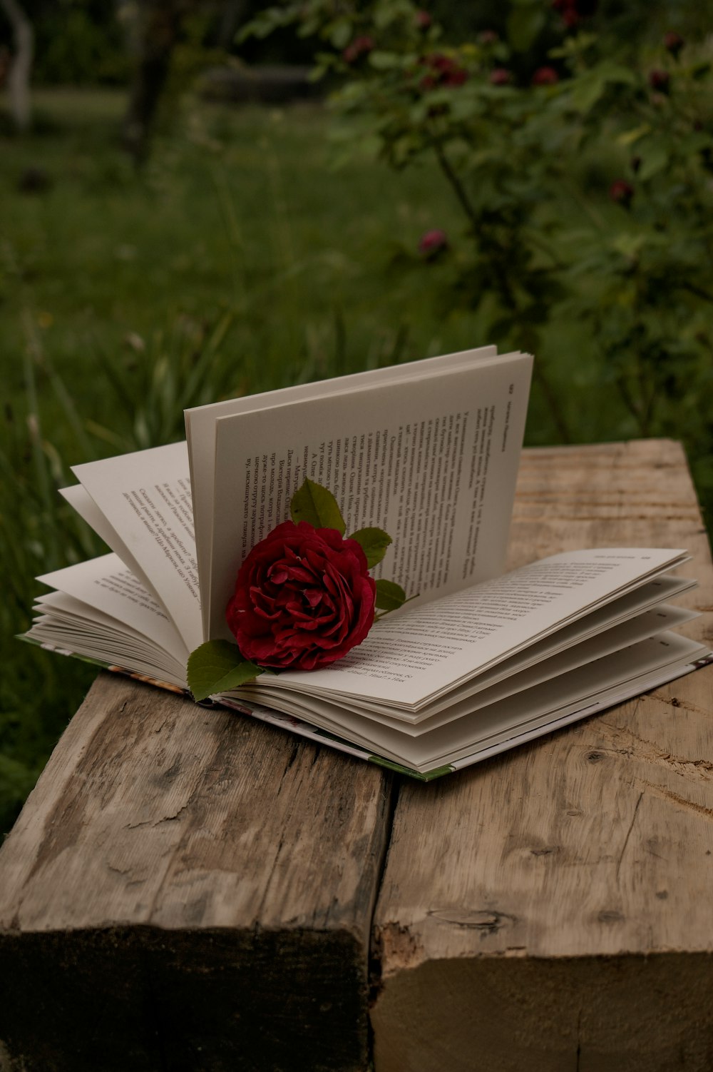 red rose on white book page