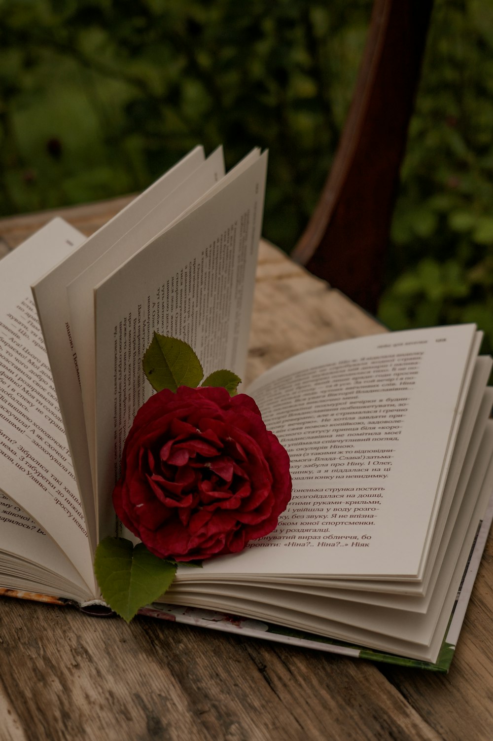 red rose on book page