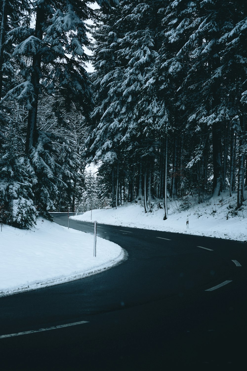 black asphalt road between trees covered with snow during daytime