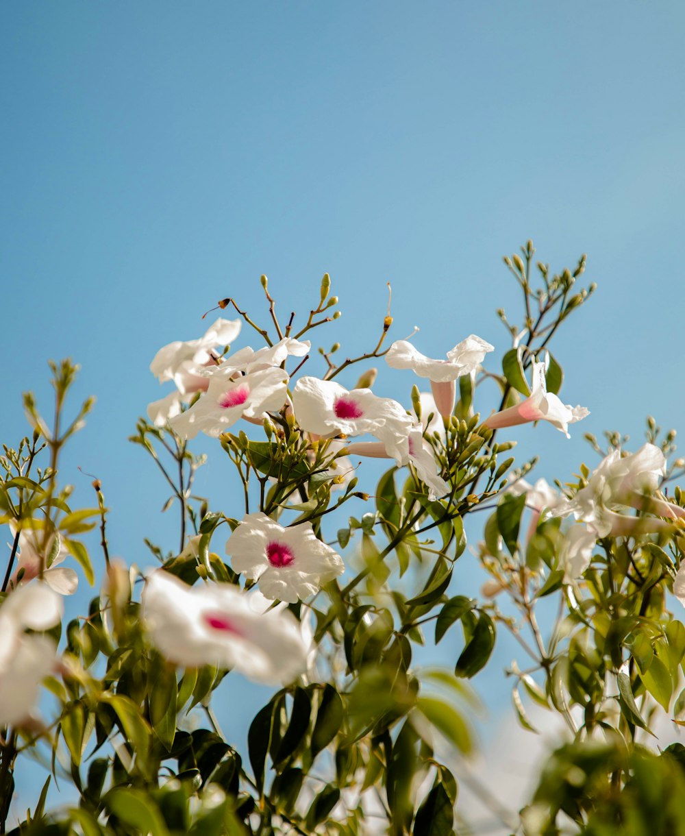 white and pink flowers under blue sky during daytime