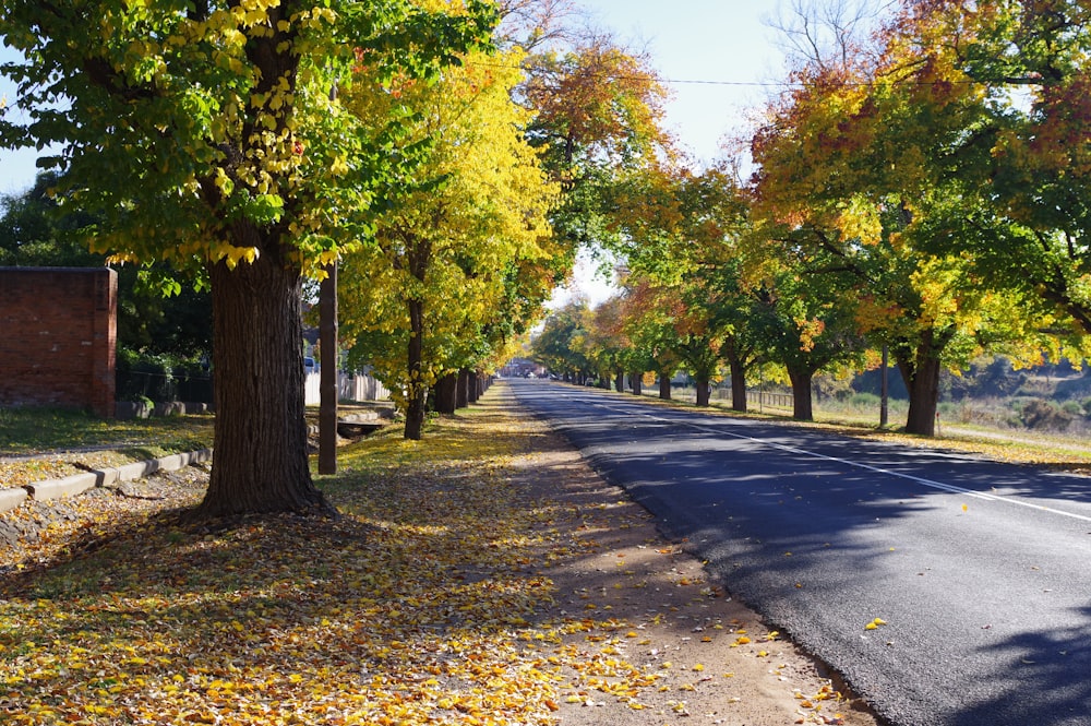 昼間の灰色のコンクリート道路の緑の木々