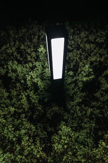 A bright, rectangular lamp standing amidst a dense growth of small green leaves. The light from the lamp illuminates the surrounding foliage, creating a stark contrast against the dark background.