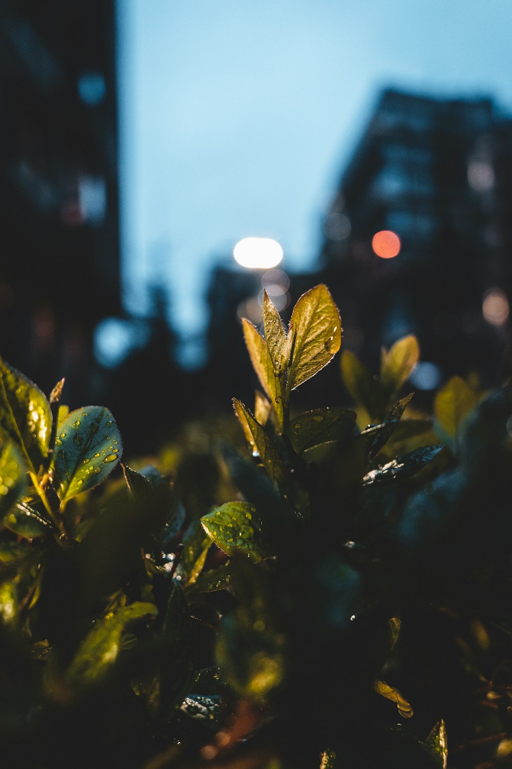 Planta verde con luces bokeh