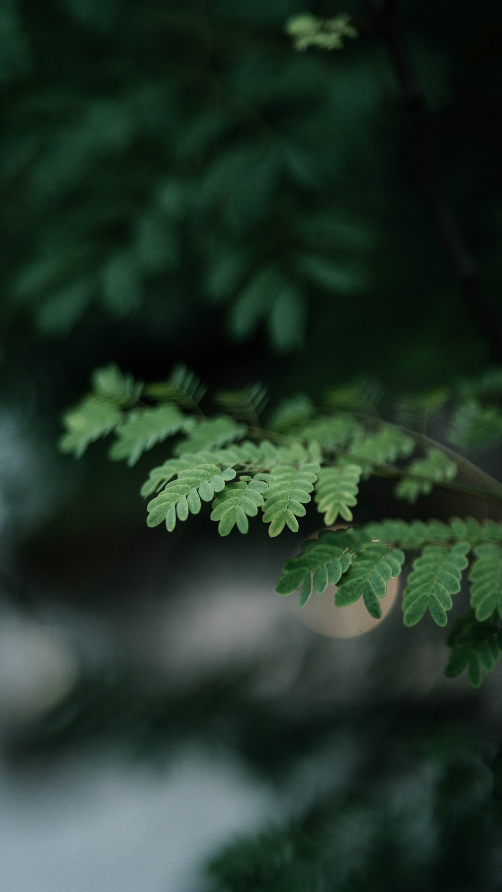 green leaves in tilt shift lens