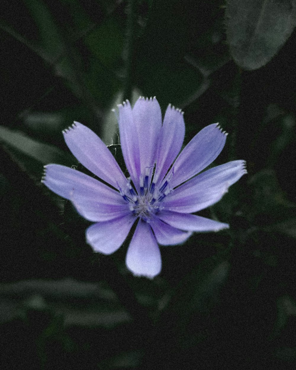 purple flower in tilt shift lens