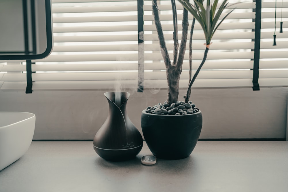 green plant on black pot