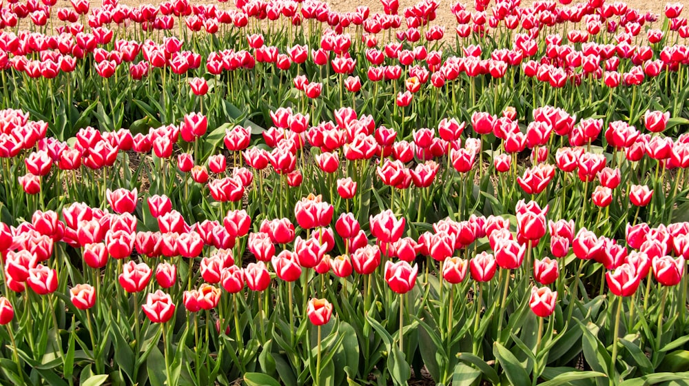 campo de tulipas vermelhas durante o dia