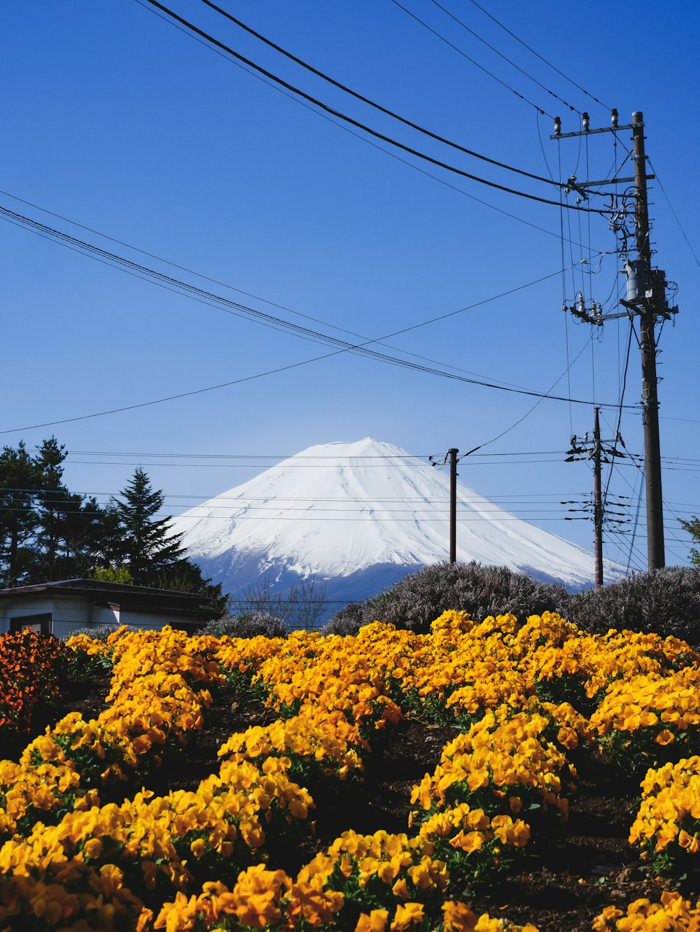 campo de flores amarelas perto da montanha sob o céu azul durante o dia