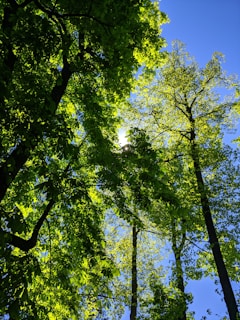 Sunlight filtering through lush green leaves in the hills of Idukki.