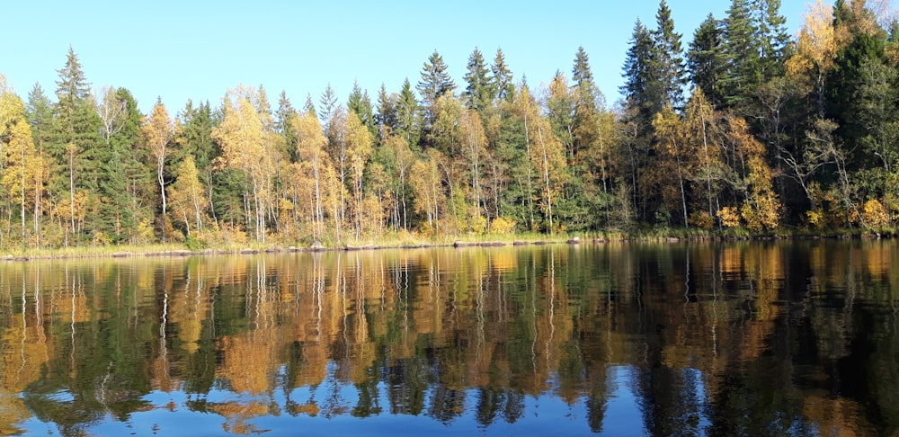 green trees beside body of water during daytime