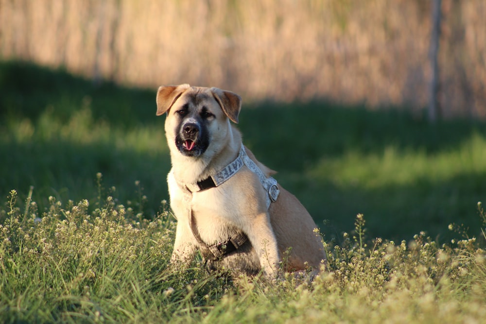 昼間の緑の芝生の上の白い短いコートの犬