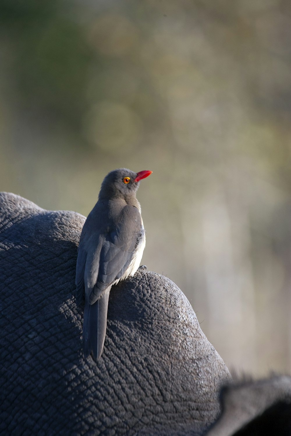 black and gray bird on gray rock