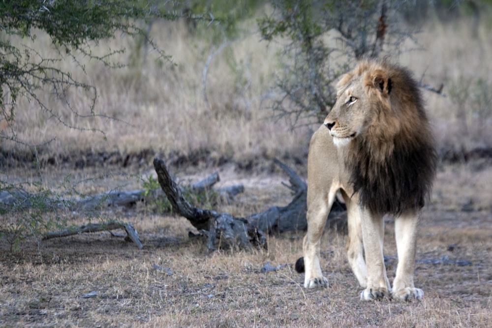 lion and lioness on brown grass field during daytime