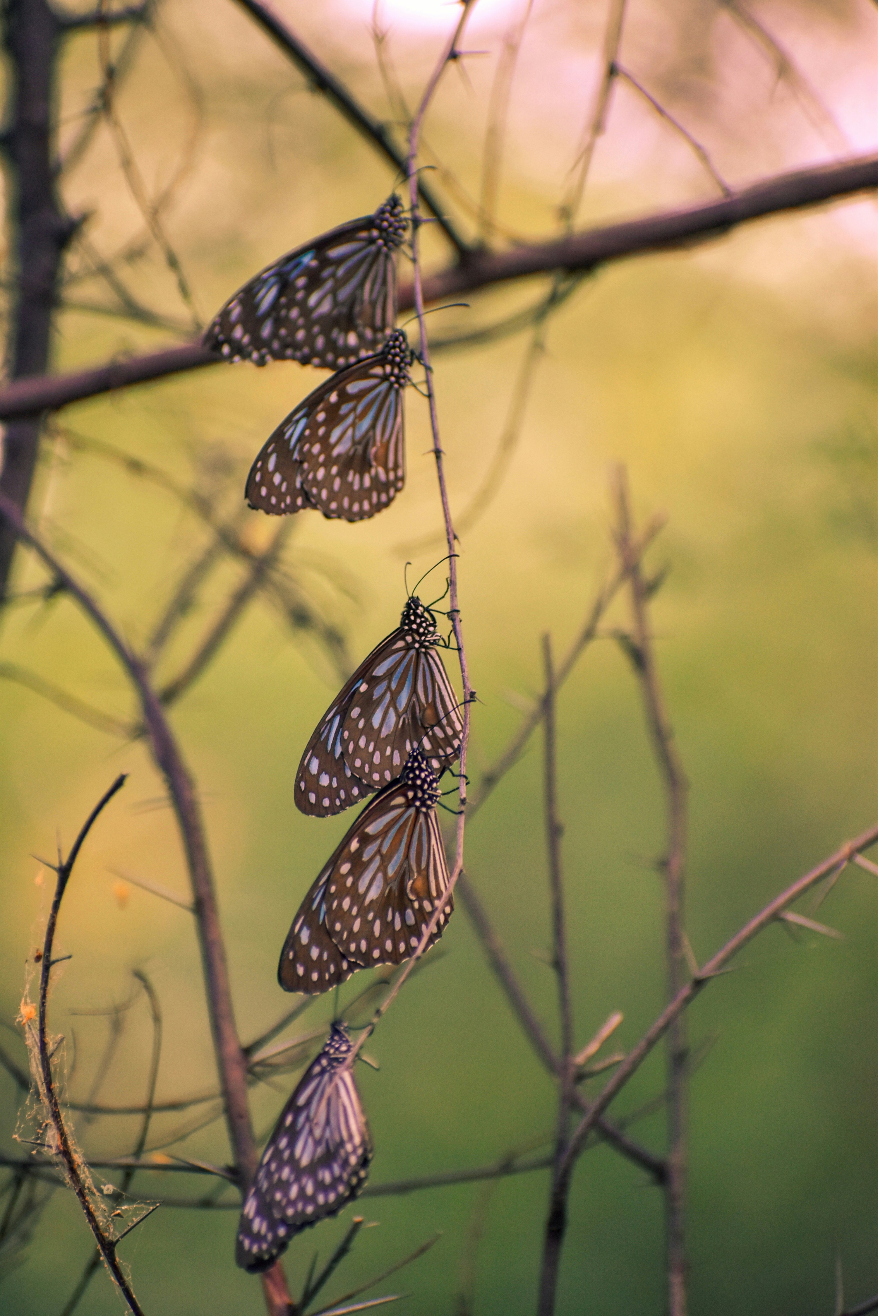 black and white butterfly on brown stem