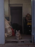 A fluffy cat sits on a wooden floor in front of a room cluttered with bags and boxes. The cat is centered in the frame, looking directly at the camera. The space appears to be an entrance or a storage area, with worn and peeling walls.