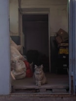 A fluffy cat sits on a wooden floor in front of a room cluttered with bags and boxes. The cat is centered in the frame, looking directly at the camera. The space appears to be an entrance or a storage area, with worn and peeling walls.