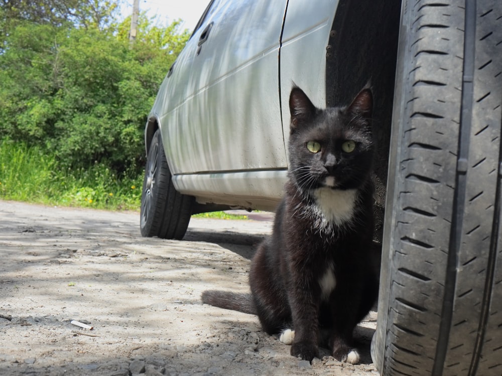 Gatto da smoking che si siede sul cofano dell'auto durante il giorno