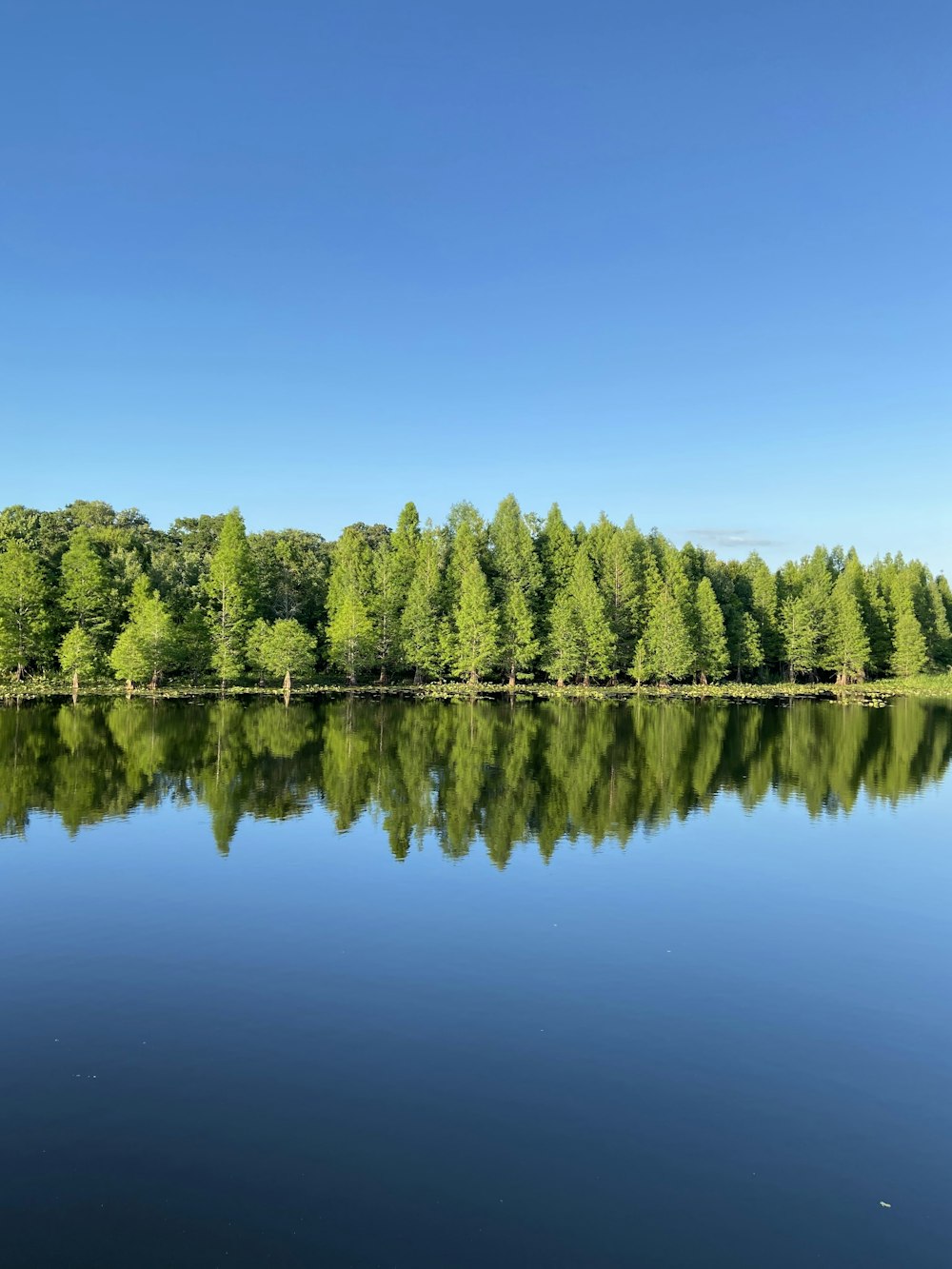 green trees beside lake under blue sky during daytime