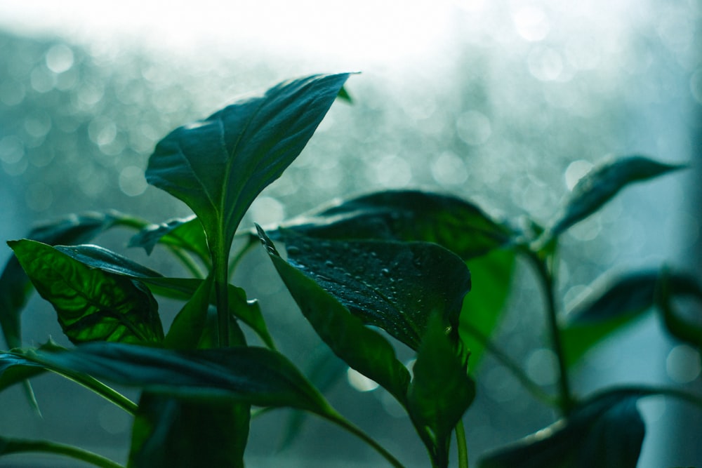 hoja verde con gotas de agua