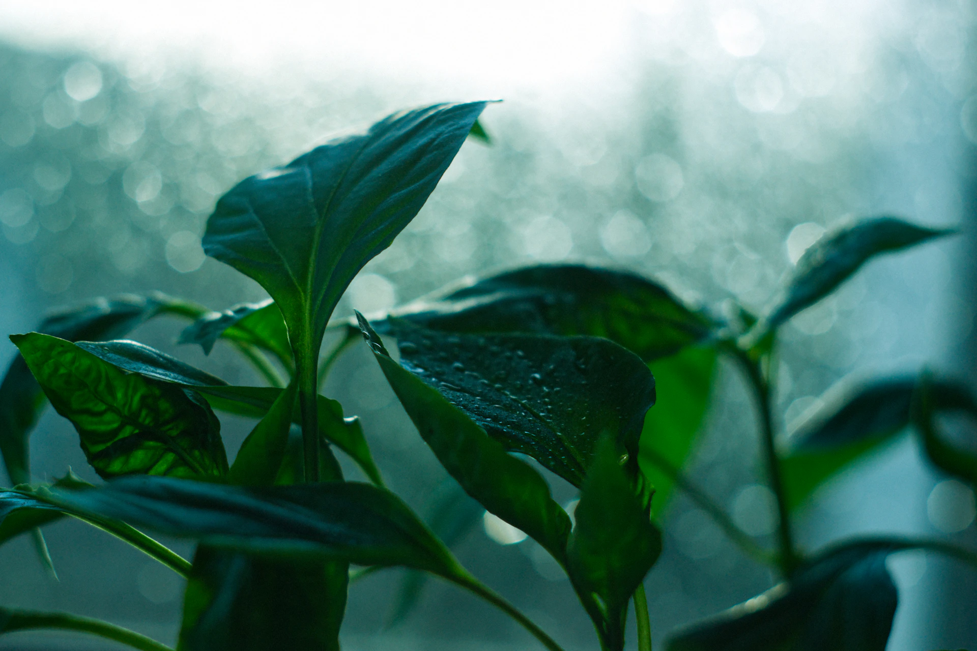 green leaf with water droplets