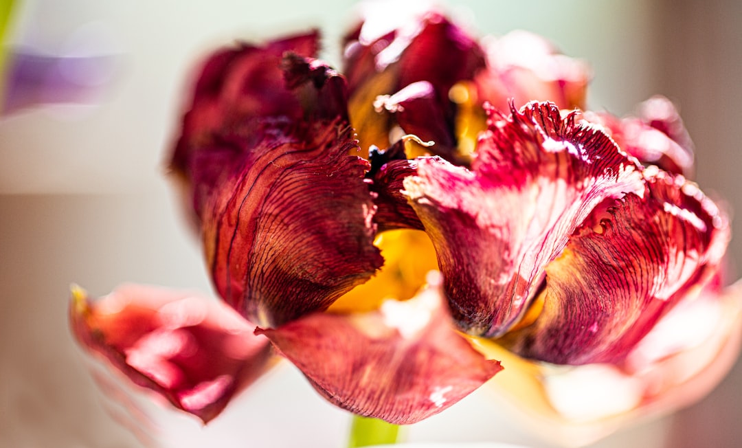 red and yellow flower in macro photography