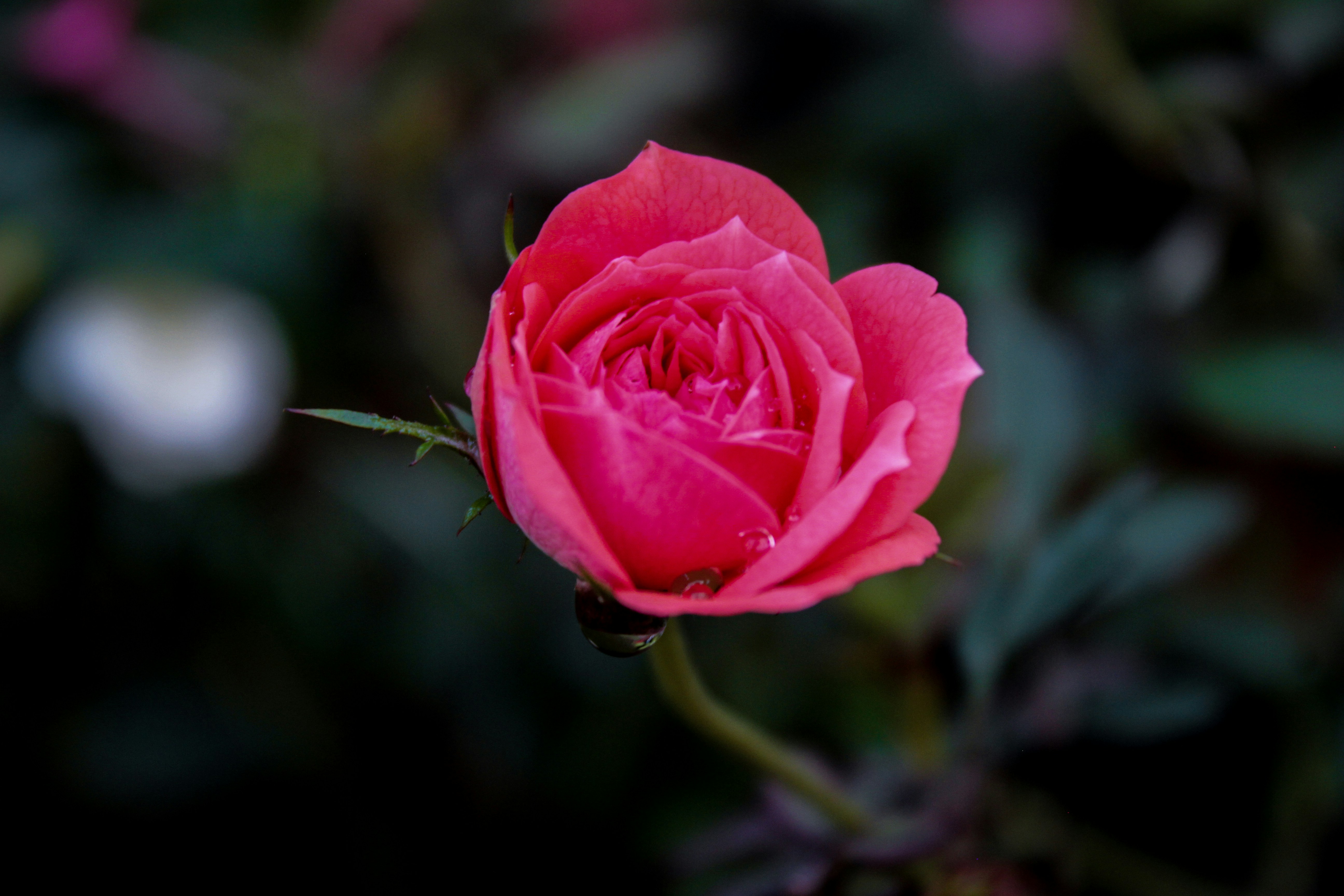 Photo by chief__parker