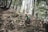 Two mountain bikers are navigating a rugged, wooded trail with a steep incline in a dense forest. They are wearing helmets and appropriate biking gear, demonstrating focus and skill as they maneuver around the terrain.