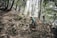 Two mountain bikers are navigating a rugged, wooded trail with a steep incline in a dense forest. They are wearing helmets and appropriate biking gear, demonstrating focus and skill as they maneuver around the terrain.