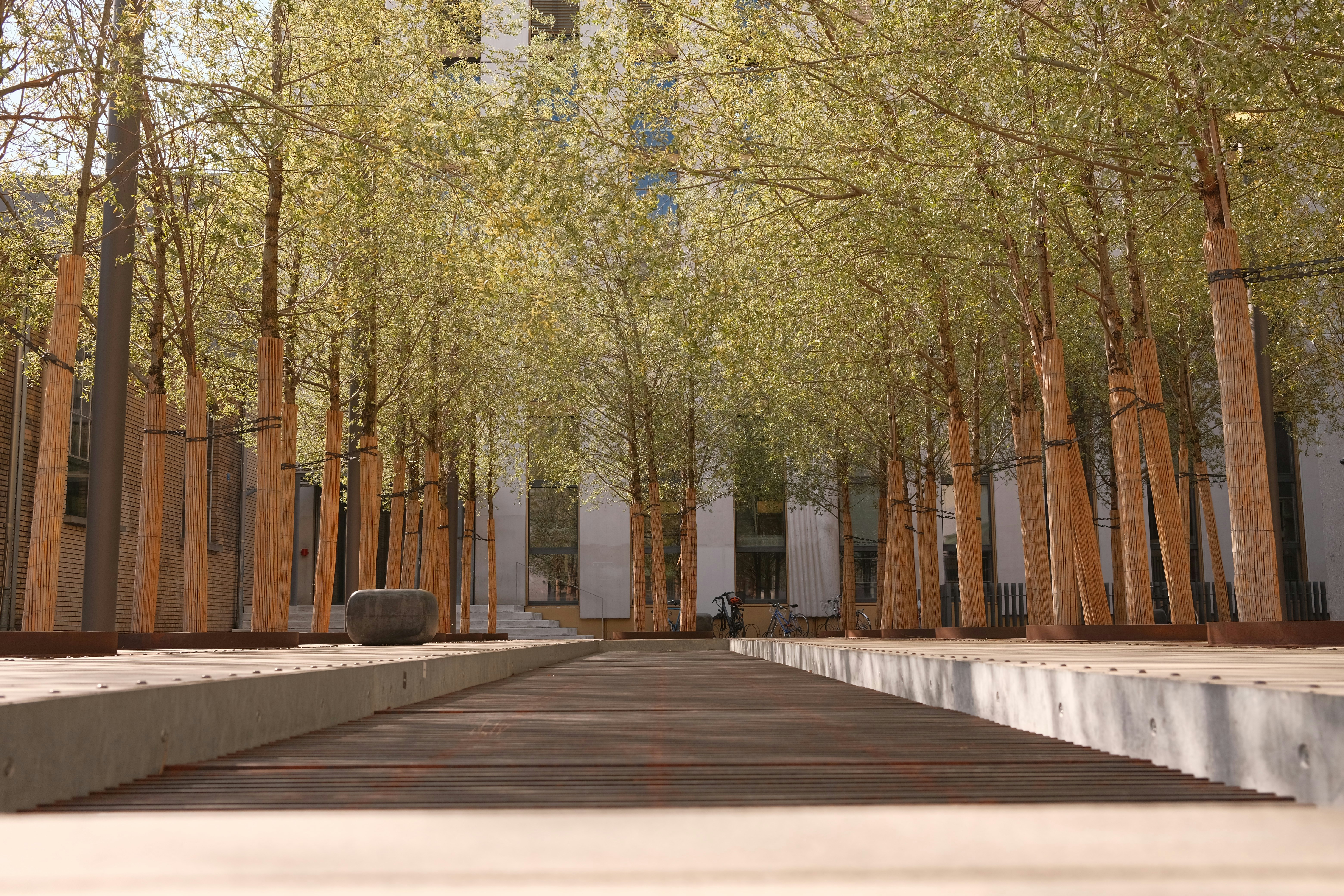 brown trees near brown concrete building during daytime