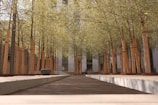 A peaceful pathway lined with young trees within the project area.