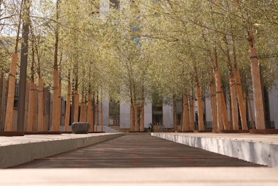 A peaceful pathway lined with young trees within the project area.