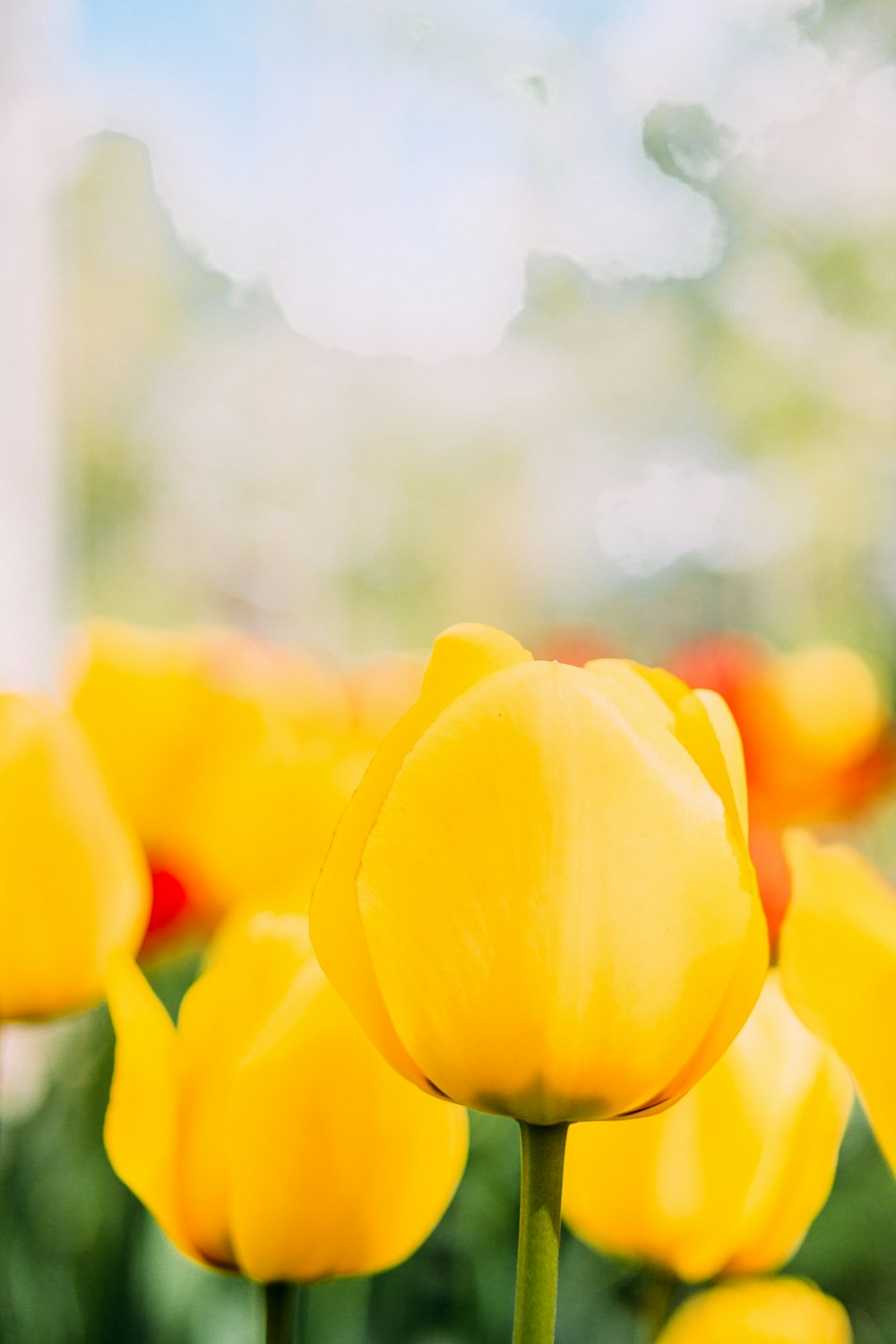 yellow tulips in bloom during daytime